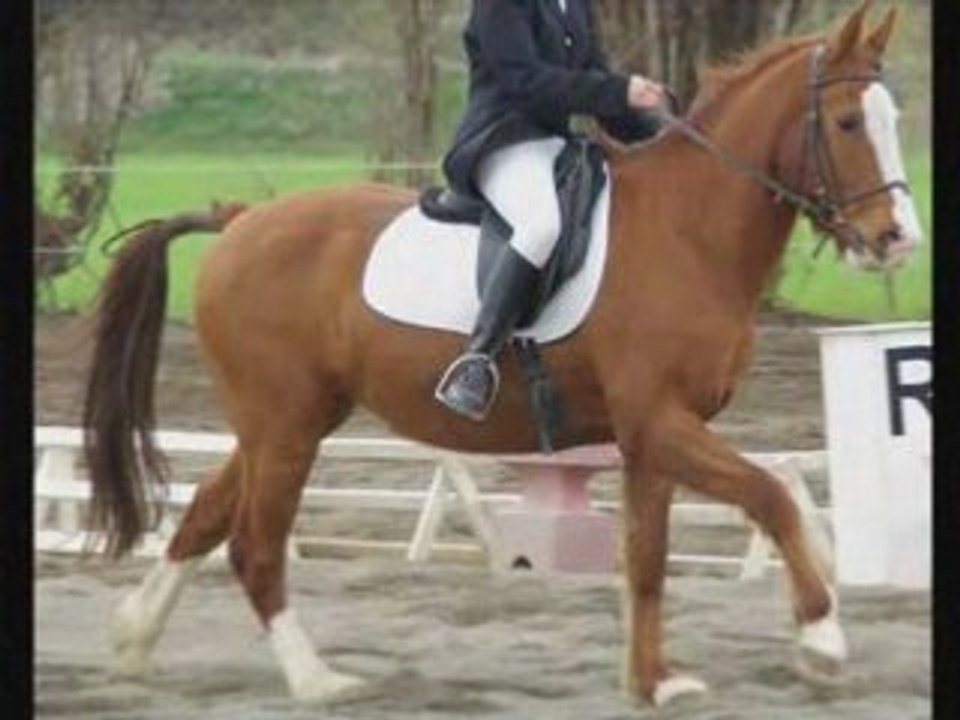 chevaux 04 (gitan melkior)