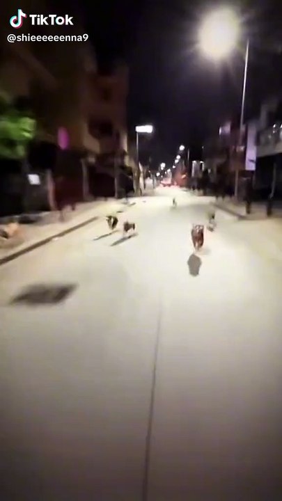 dream race with dogs