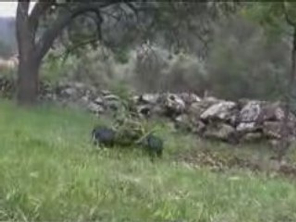 4x4 lawn mower tondeuse rc