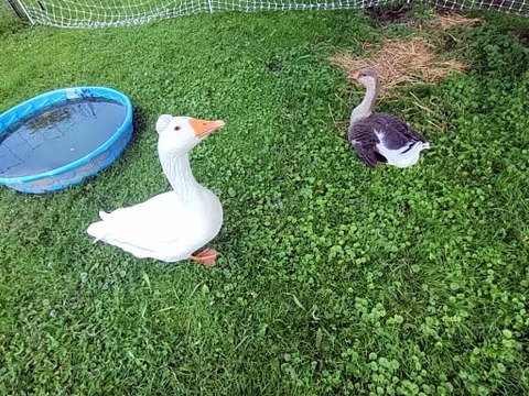 Curiously contemplative Lemongrab. | #SparklegleamFarm #Tooey #Lemongrab #farm #geese #farmanimals #UNACCEPTABLE #cute