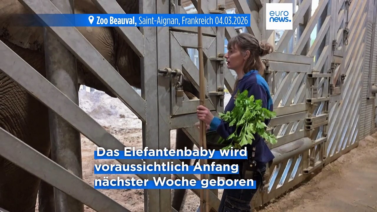 Nur wochen nach erster geburt: zweites elefantenbaby in französischem zoo