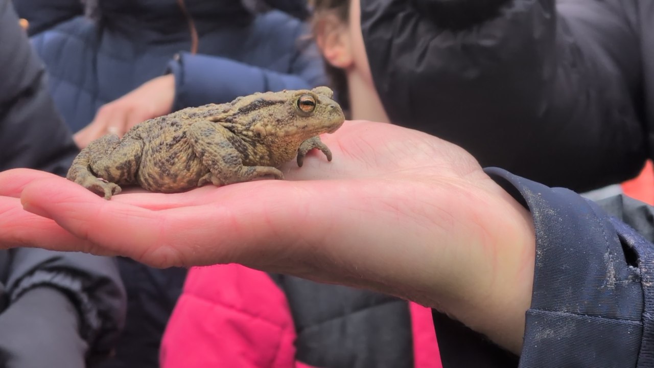 L'un des plus grands crapaudromes de France dans les Yvelines
