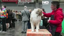 Wielka Brytania: startuje Crufts, rekordowa liczba psów i uczestników