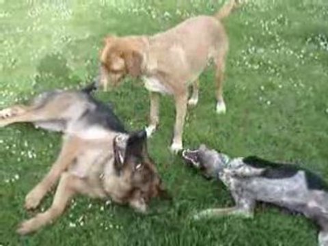 Patton et ses copines Carmen et Handa - Jeu au sol