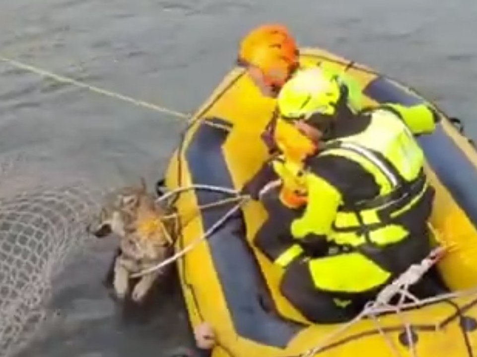 Feuerwehr rettet Wölfin aus Kanal