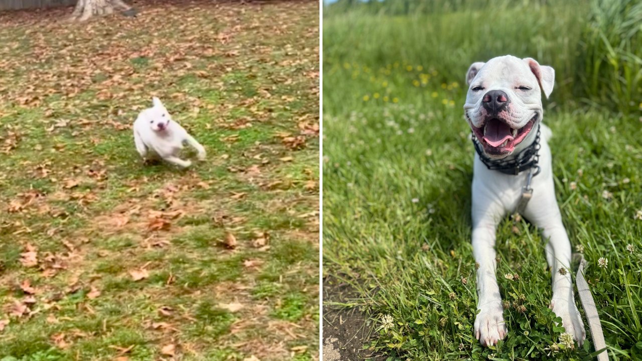 Apartment Dog Discovers Own Backyard At New Home | Happily TV