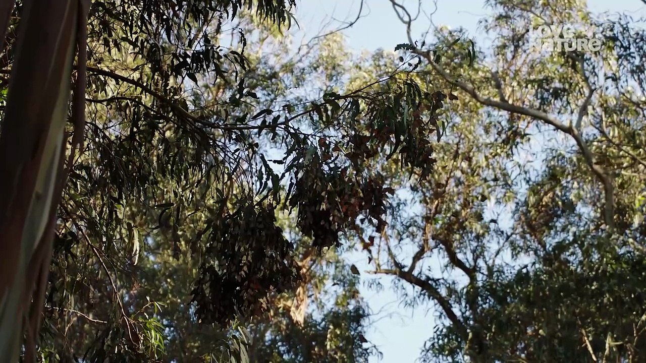 AmericasWildSeasons|S01E04