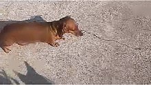 PERRO_SALCHICHA_ESCOLTA