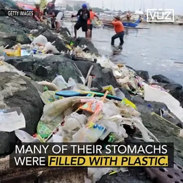 شاهد هذا الحوت على شواطئ الفلبين .. ولكنه ليس كأي حوت