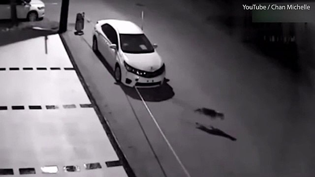 بالفيديو .. كلاب تهاجم سيارة لأغرب سبب على الإطلاق