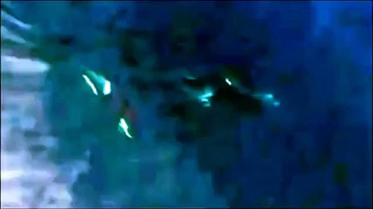 فيديو في قلب الحياة البحرية .. ثلاثة حيتان تهاجم قرش