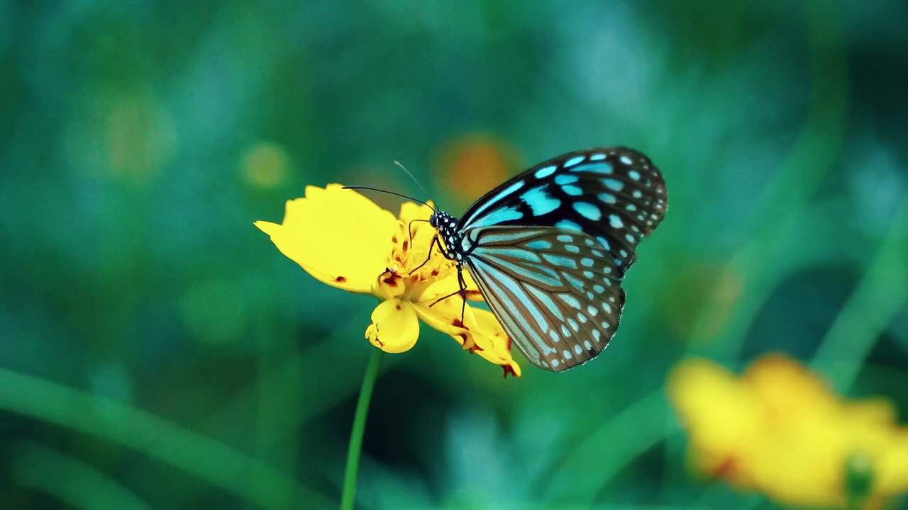Beautiful Butterfly on Flower