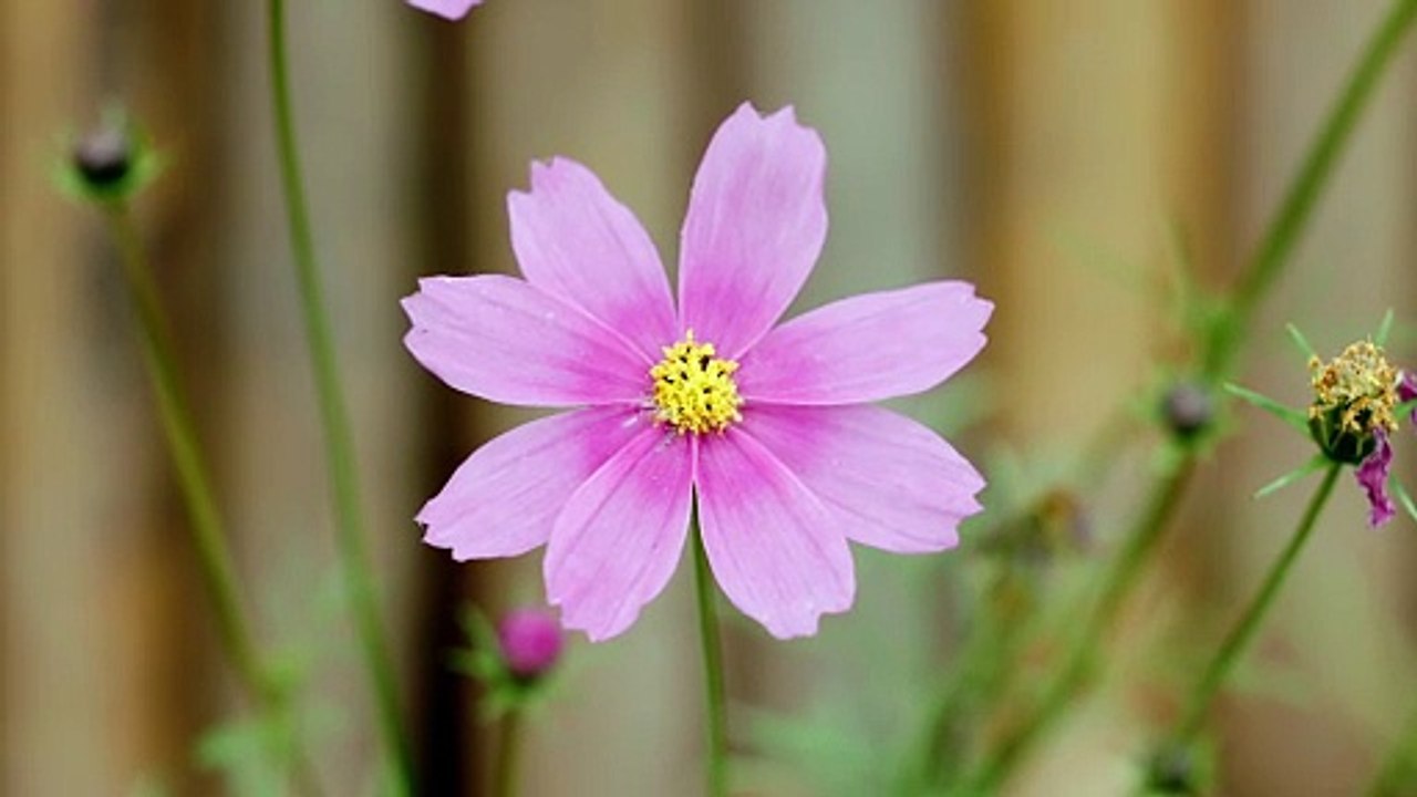 Vibrant Pink Coreopsis in Bloom