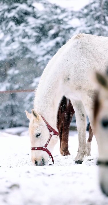 Horses Grazing in Snowy Winter Landscape