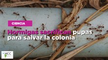 Hormigas sacrifican pupas para salvar la colonia
