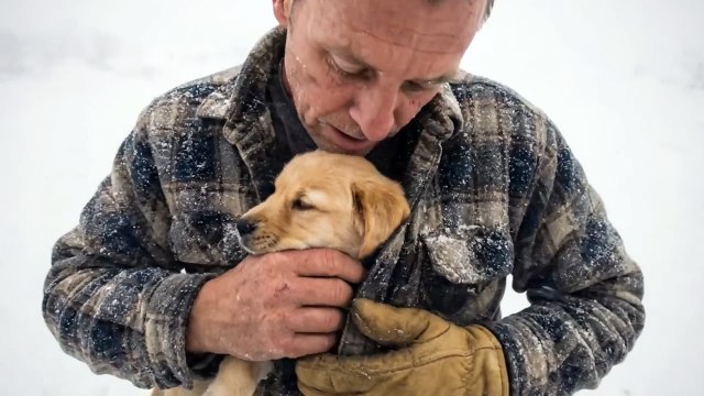 Golden Retriever Mother Braves a Blizzard to Save Her Puppy _ Animal Rescue Short Film