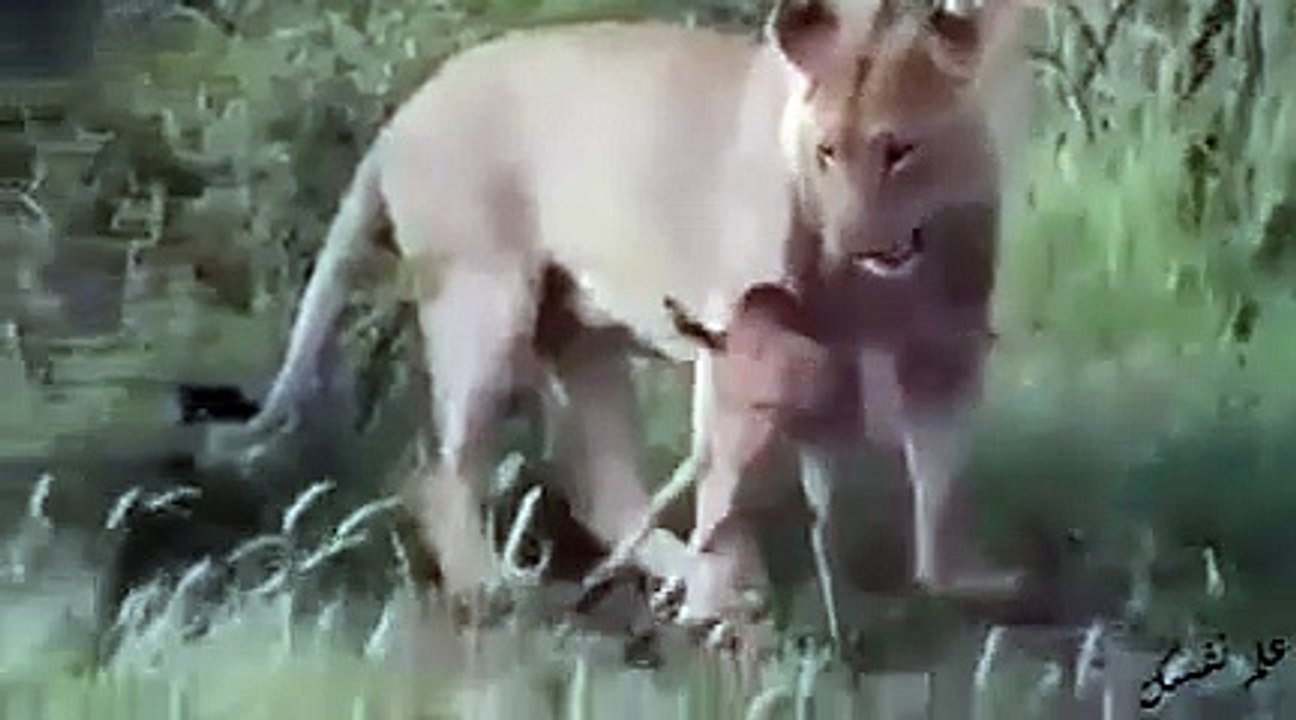 شاهد ماذا فعلت هذه اللبؤة عندما اكتشفت أن فريستها عجل صغير