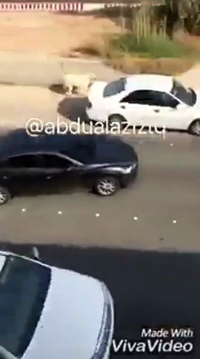 شاهد بالفيديو .. خروف هارب قبل العيد كاد أن يتسبب في حادث كبير