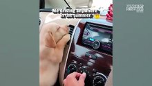 Cute Wild Animals Report - Funny Moments 1