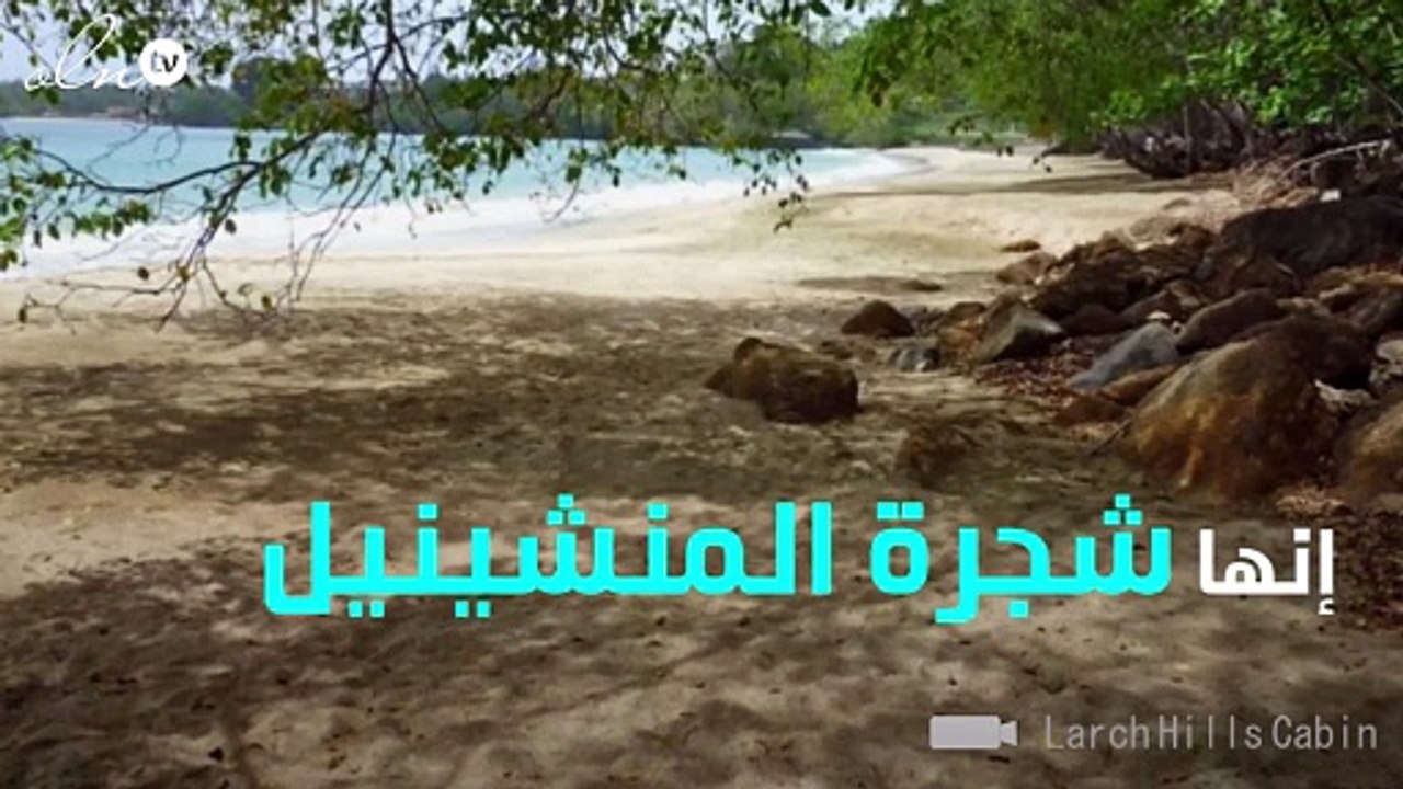 أخطر شجرة في العالم ... حتى الوقوف تحتها مسمّ