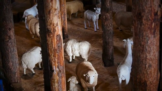 بالفيديو.. سفينة نوح تستعدّ لعبور المحيط الأطلسي للمرّة الأولى