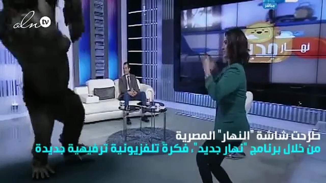 غوريلا تقتحم إستوديو برنامج مصري... شاهدوا ردة فعل المذيعة