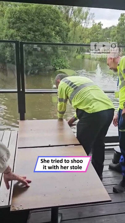 Stubborn Seagull vs Woman Turns Into the Funniest Bird Showdown|| Heartsome 💖