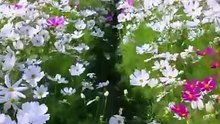 Beautiful Qur’an Recitation – Peaceful and Spiritu