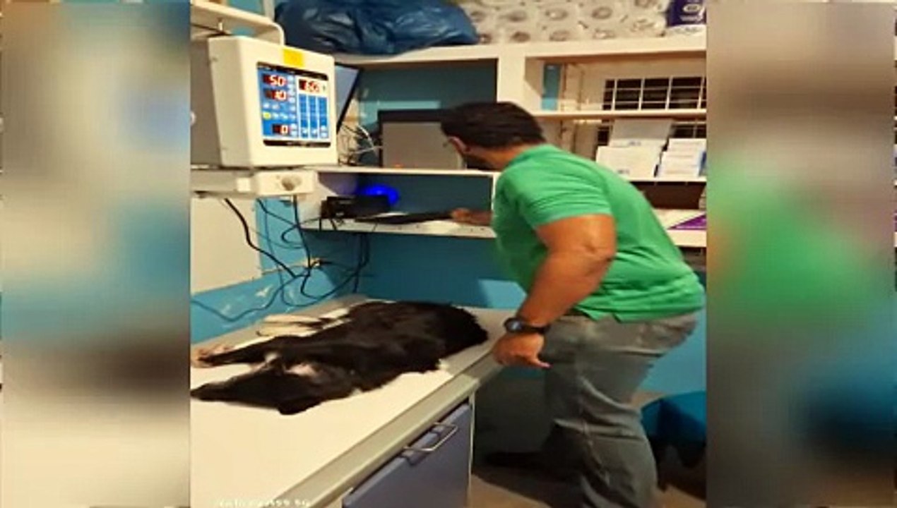 SOE OPERATION PET DOG SHOT