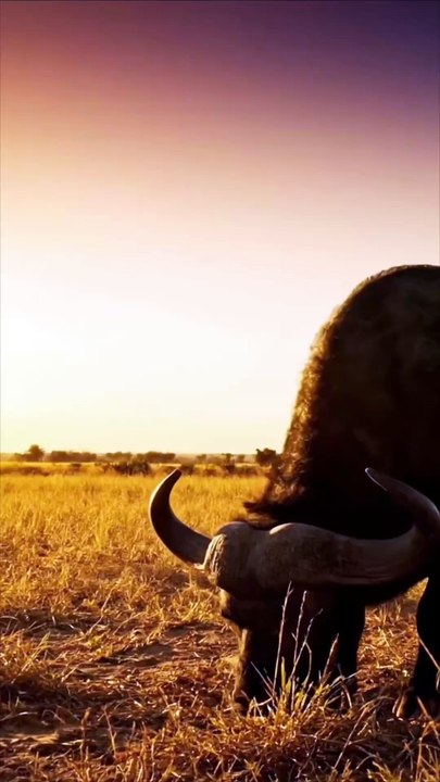 ZonaAnimal