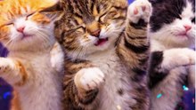 Cute Kittens Dancing to K-Pop Music | Funny Dancing Cats