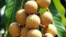 Longan Fruit: The Sweet Dragon Eye You’ve NEVER Tried! 👁️🔥