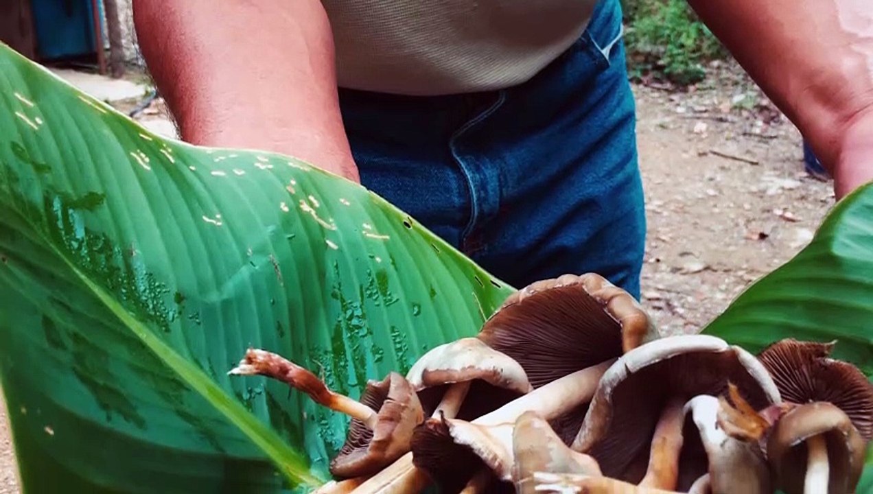 Magic Mushrooms in Mexico (Hamilton's Pharmacopeia, S01E04)