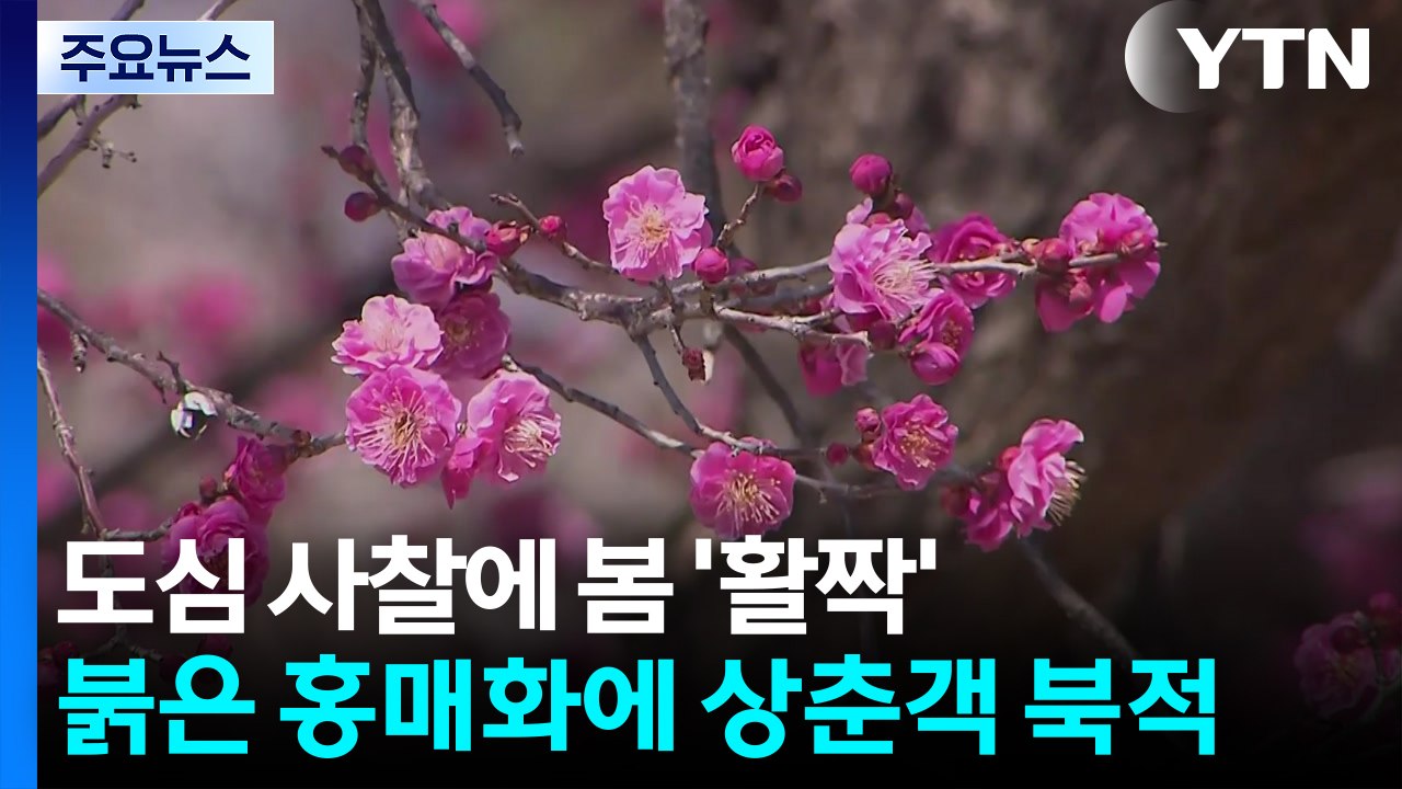 도심 사찰에 봄 '활짝'...붉은 홍매화에 상춘객 북적 / YTN