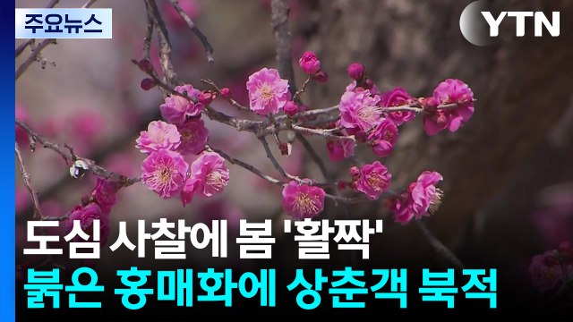 도심 사찰에 봄 '활짝'...붉은 홍매화에 상춘객 북적 / YTN