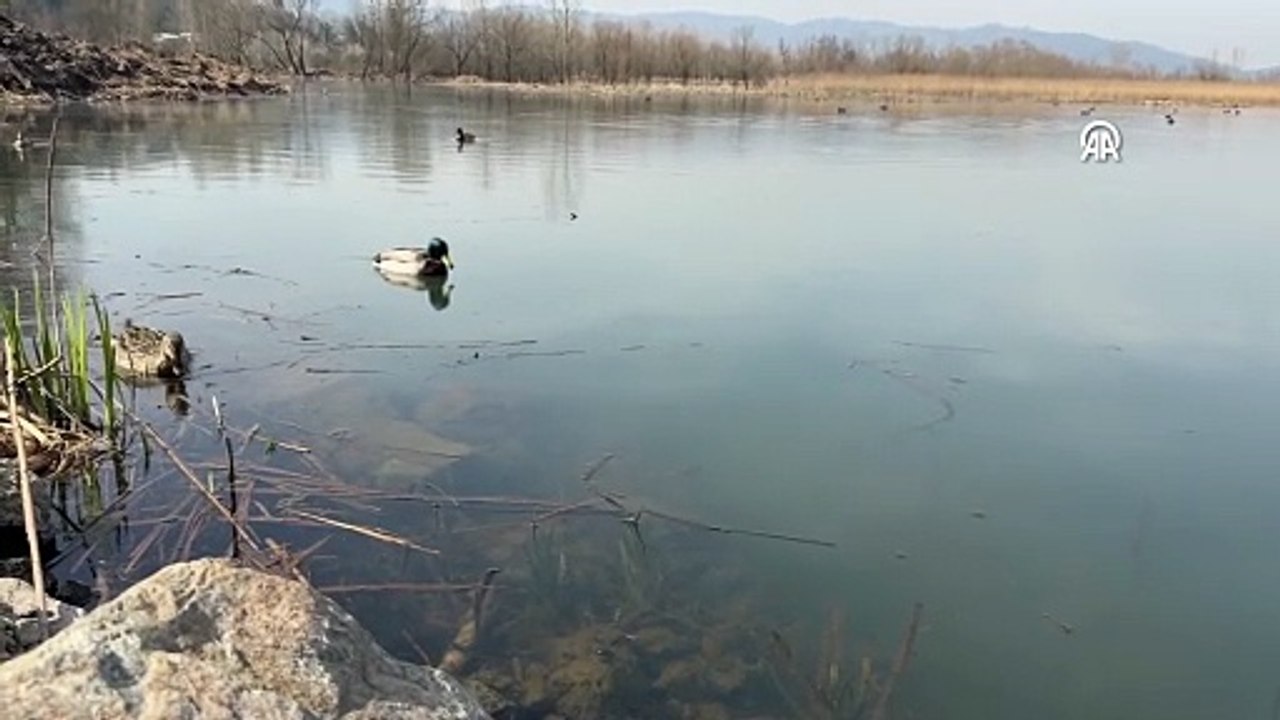 Efteni Kuş Cenneti Gölü 150 kuş türüne ev sahipliği yapıyor