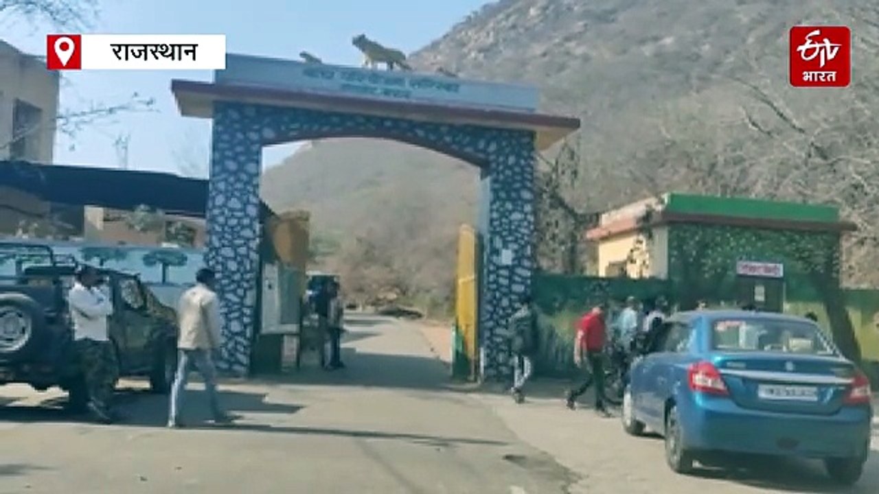 सरिस्का टाइगर रिजर्व - चार शावकों संग दिखी बाघिन एसटी-19, विदेशी सैलानी बोले- जीवन का रोमांचक पल