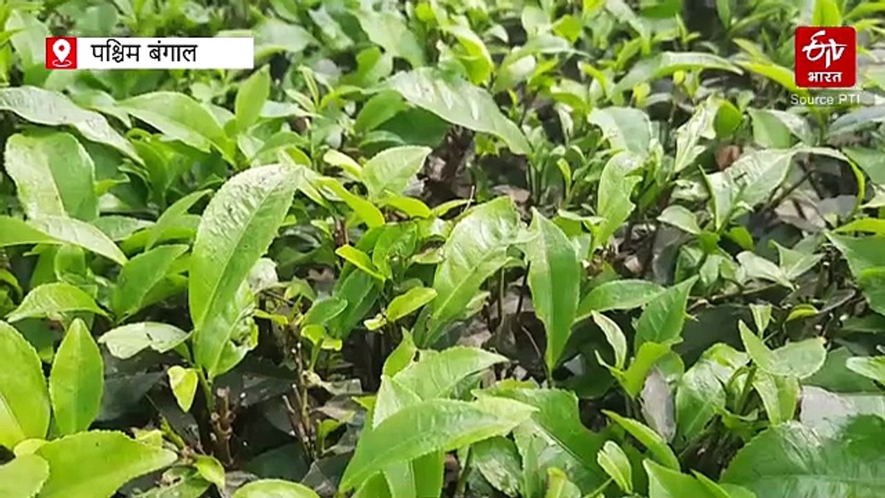 ईरान-इजराइल-अमेरिका युद्ध: उत्तरी बंगाल के चाय निर्यातक परेशान