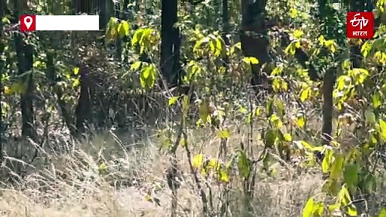 टाइगर रिजर्व में बाघ T-67 का आतंक, बाघिन के सामने शावक को मारकर खाया