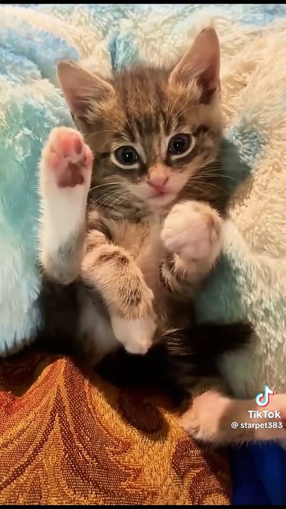 Zeigt her eure Pfoten