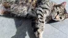 #cat