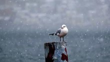 Seagull Perched on a Post During a Snowfall