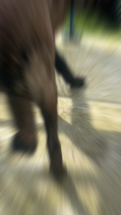 C’est pas facile de les voir comme ça …🥺🐕