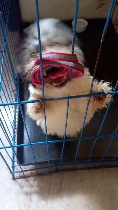 Shih tzu likes to chew collar