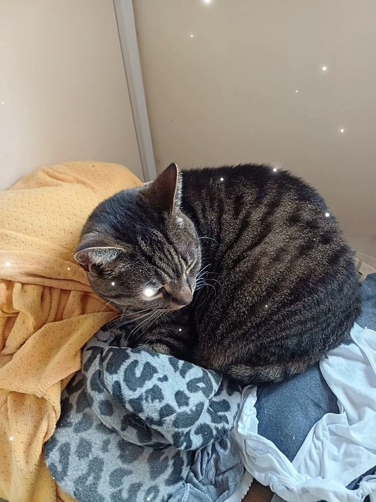 Harry the cat