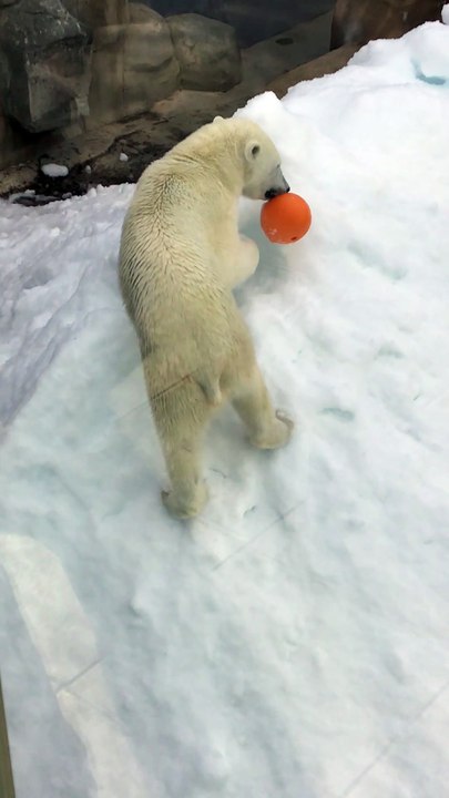 Polar Bear Yume Digging the Snow