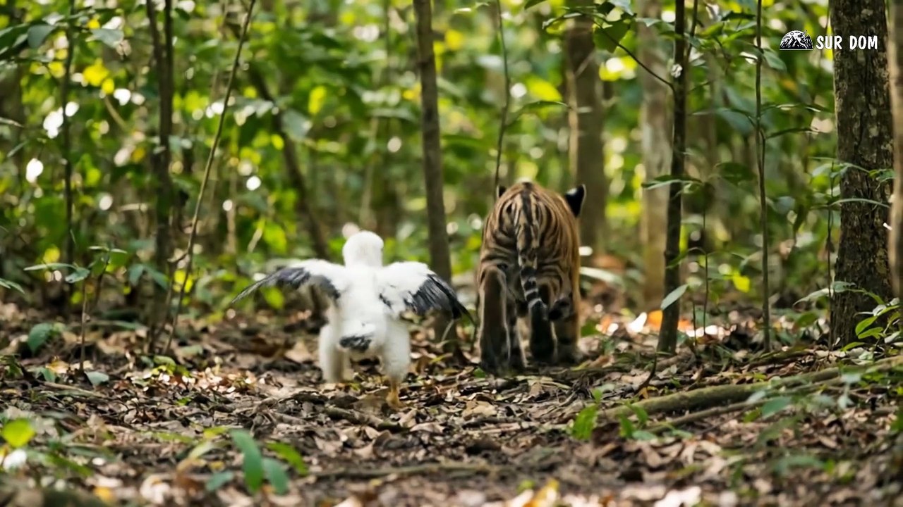 Part 71 - I Made A Bow To Fight The Wolf Pack - A Girl Alone Surviving In The Forest