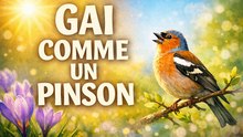 Gai comme un pinson — ode aux petits bonheurs de la vie