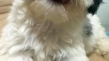 shih tzu puppy having snack