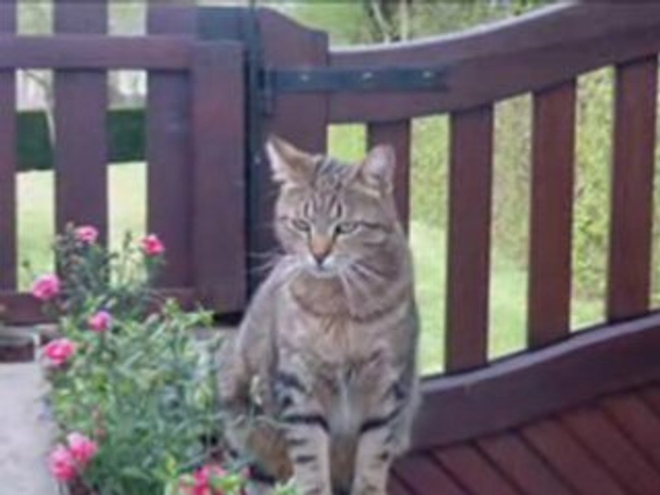 CHATS EN FLEURS